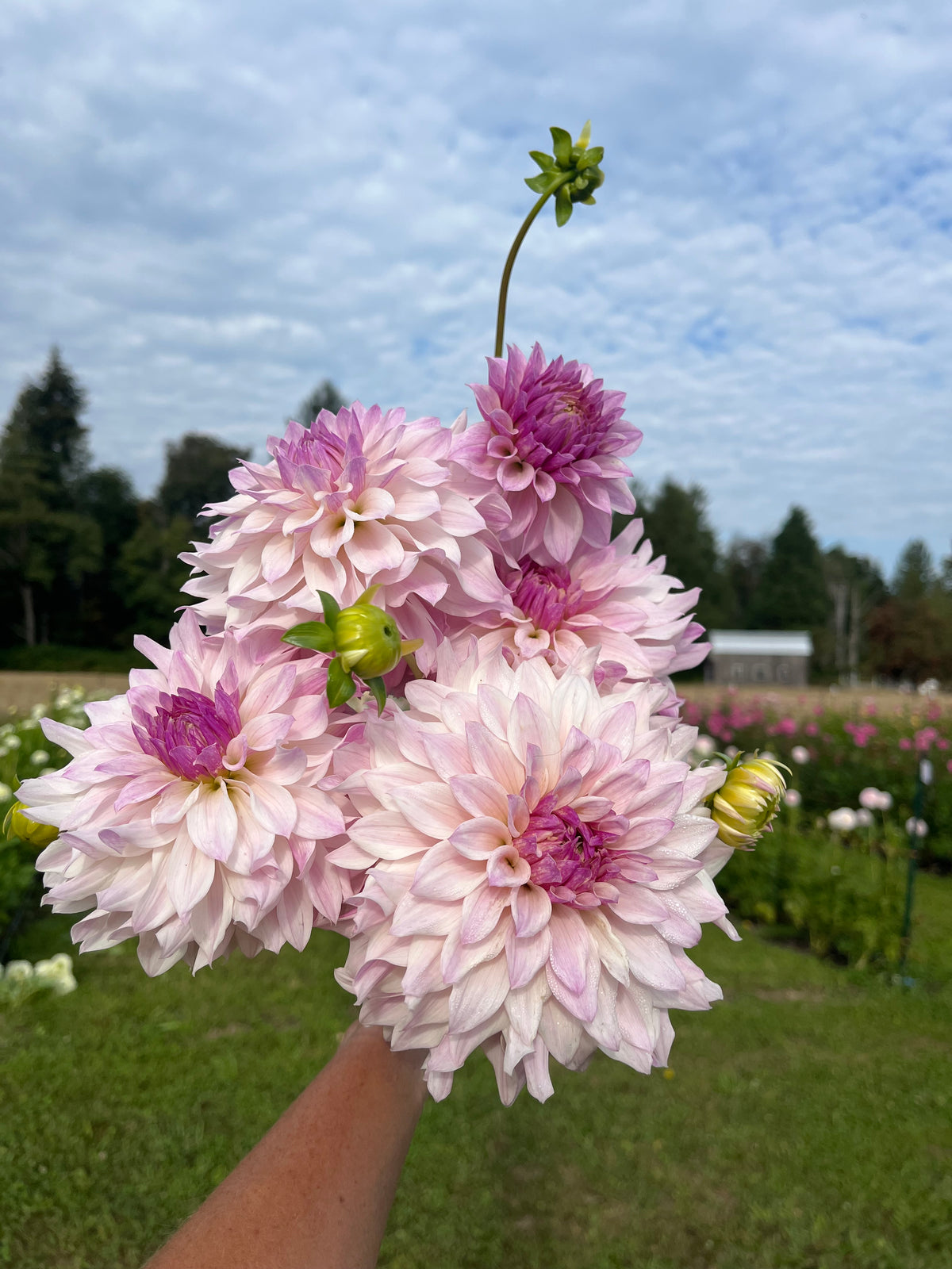 Bloomquist Compare dahlia tuber, a hand holding a bouquet of blooming pink and white dahlia flowers in a