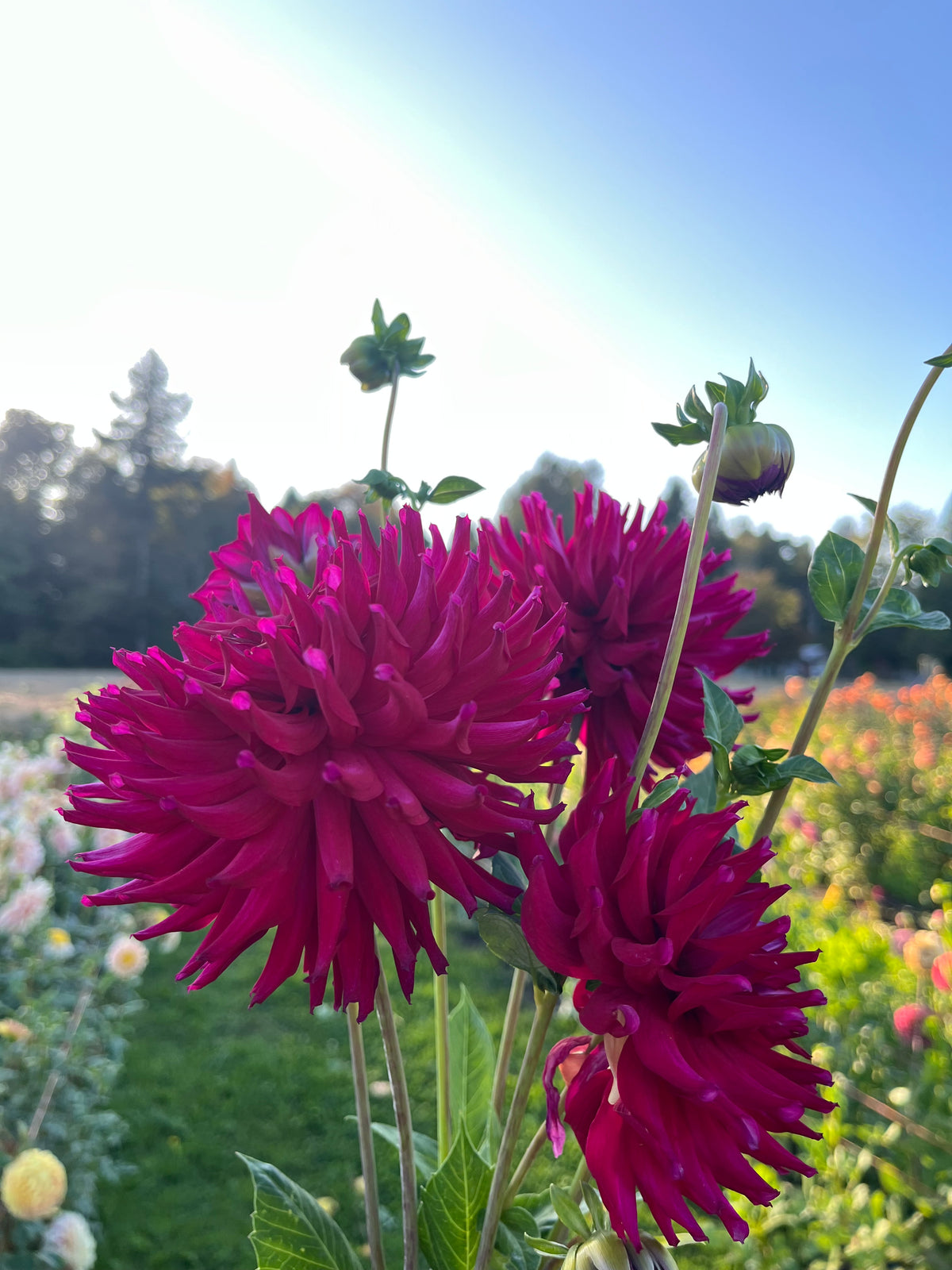 Vibrant magenta-pink dahlia flowers in full bloom with green stems and buds, photographed outdoors in a sunny garden with a blurred background of trees and sky.