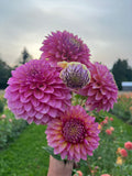 pink Dahlia bunch with gold flecks