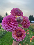 pink Dahlia bunch with gold flecks