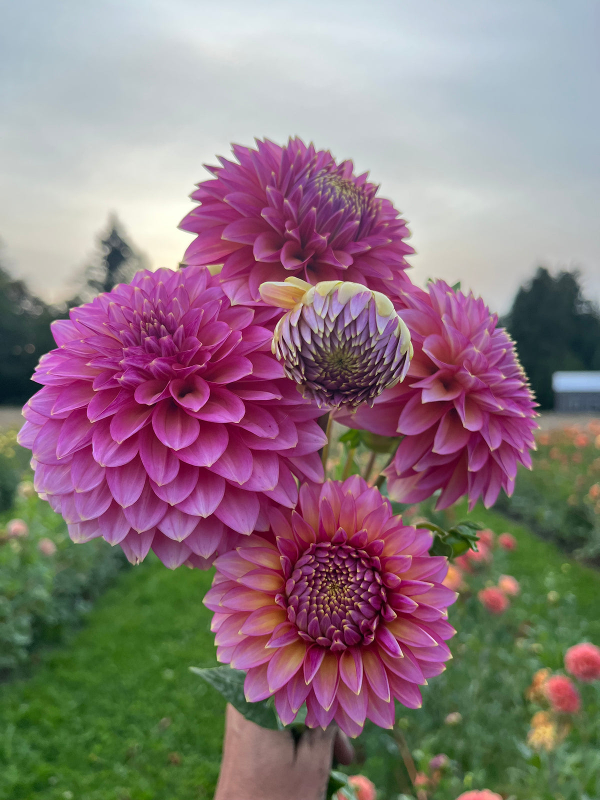 pink Dahlia bunch with gold flecks