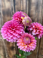 A cluster of blooming pink dahlia flowers with green leaves, set against a rustic brown wooden plank background.