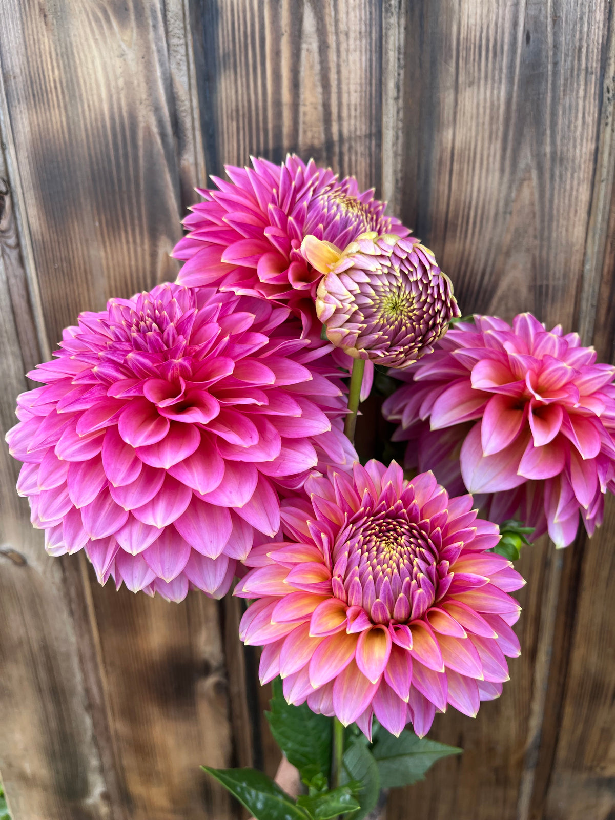 A cluster of blooming pink dahlia flowers with green leaves, set against a rustic brown wooden plank background.