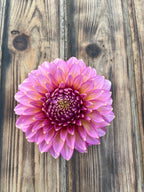 A single pink dahlia flower with yellow-orange gradients at the petal tips, photographed from above on a rustic wooden plank surface.