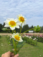 Bloomquist Neat dahlia tuber, three white dahlia flowers with bright yellow centers held in a hand against a