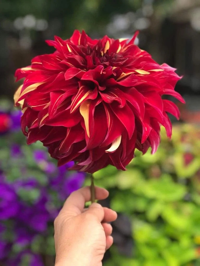 Bohemian Spartacus dahlia bloom, alternate view