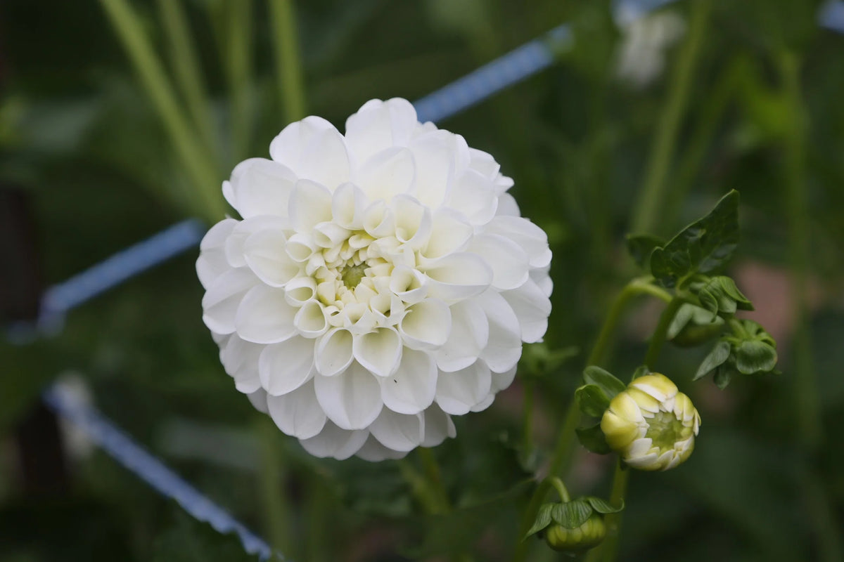 Boom Boom White dahlia tuber