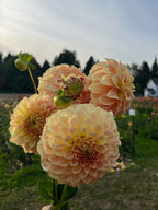 A hand holding a bouquet of large peach and cream dahlia flowers in a garden field with trees and a house in the background.