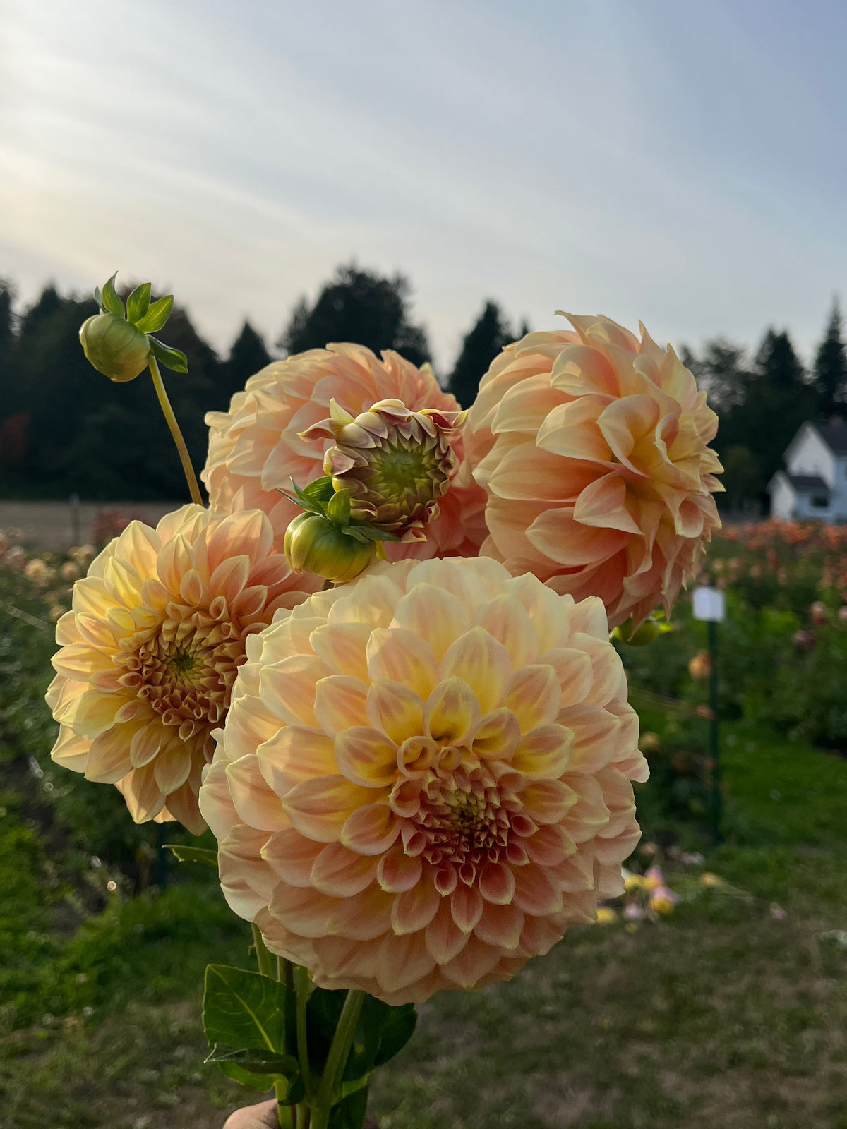 A hand holding a bouquet of large peach and cream dahlia flowers in a garden field with trees and a house in the background.