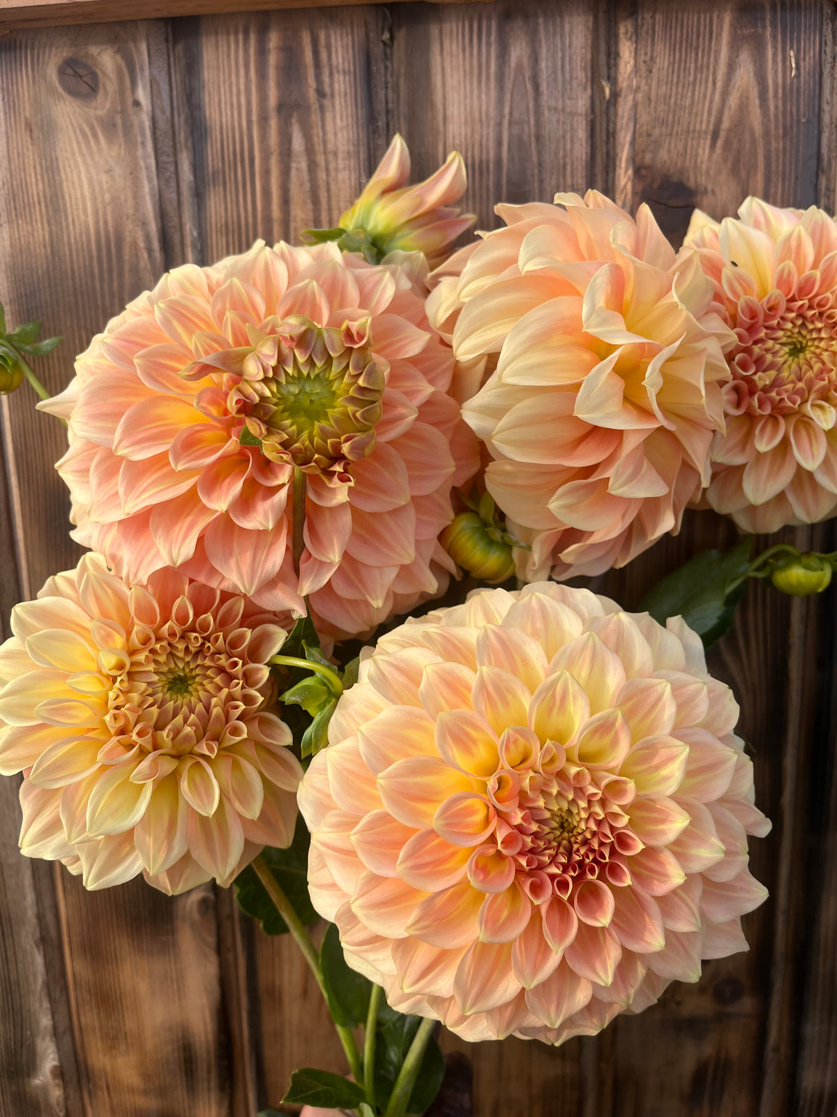 A cluster of large peach and cream dahlia flowers with green stems, photographed against a rustic dark wood plank background.