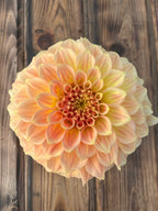A large dahlia flower with peach, orange, and pale yellow petals, photographed from above on a rustic wooden plank surface.
