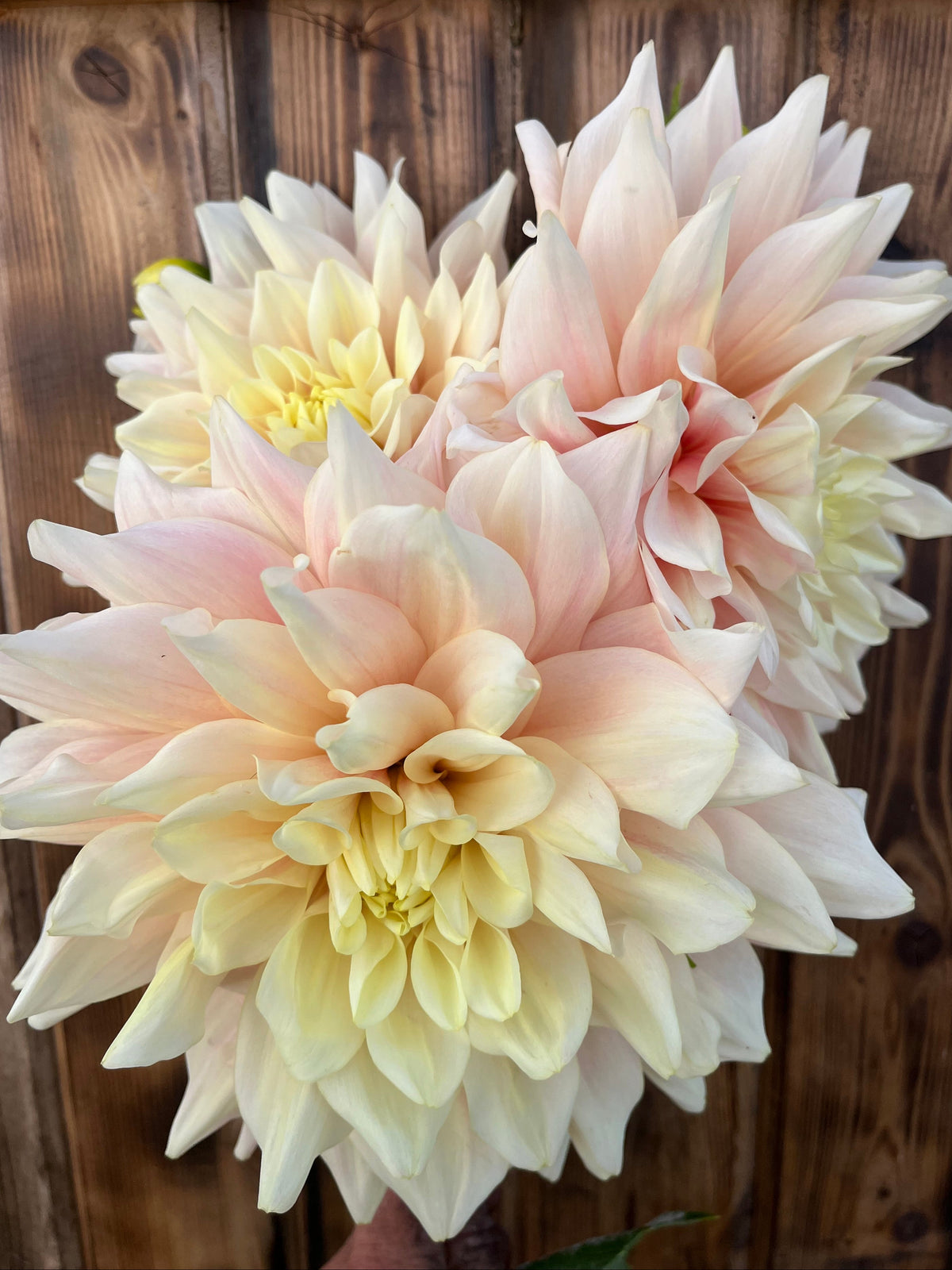 A cluster of large pale peach and cream dahlias with soft yellow centers, photographed in front of a dark brown wooden fence.
