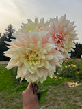 A hand holding a bouquet of large pale peach and cream dahlia flowers outdoors in a garden with grass, trees, and a cloudy sky in the background.