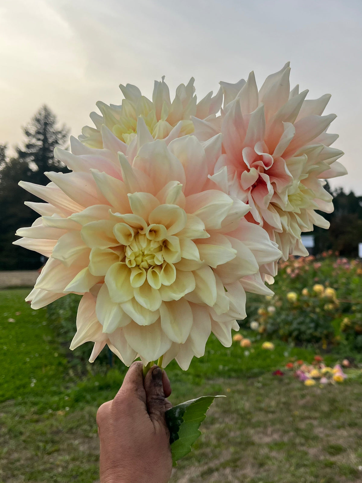A hand holding a bouquet of large pale peach and cream dahlia flowers outdoors in a garden with grass, trees, and a cloudy sky in the background.