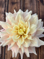 A large pale cream dahlia flower with soft pink outer petals and a yellow center, photographed from above on a dark brown wooden surface.