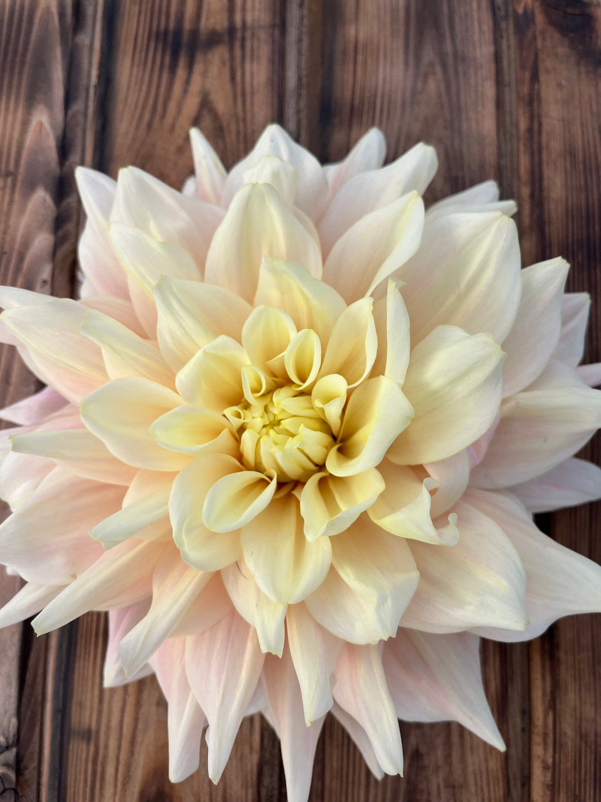 A large pale cream dahlia flower with soft pink outer petals and a yellow center, photographed from above on a dark brown wooden surface.
