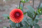 Brown Sugar dahlia bloom, additional photo