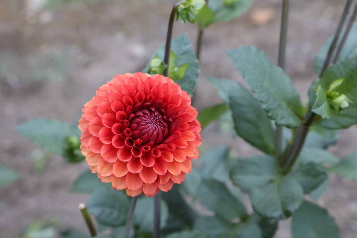 Brown Sugar dahlia bloom, additional photo