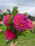 A close-up of a hand holding a bouquet of vibrant pink and magenta dahlia flowers with green leaves, set against a blurred garden background under an overcast sky.