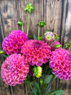 A bouquet of vibrant pink and magenta dahlia flowers with green stems and buds, set against a rustic dark wood plank background.