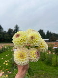 A hand holding a cluster of pale yellow dahlia flowers with subtle pinkish-purple centers, photographed outdoors in a garden with a cloudy sky and blurred rose beds in the background.