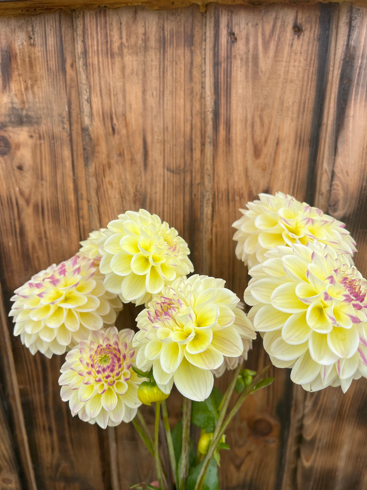 A cluster of pale yellow dahlia flowers with subtle pink and white edging, set against a rustic brown wooden plank background.