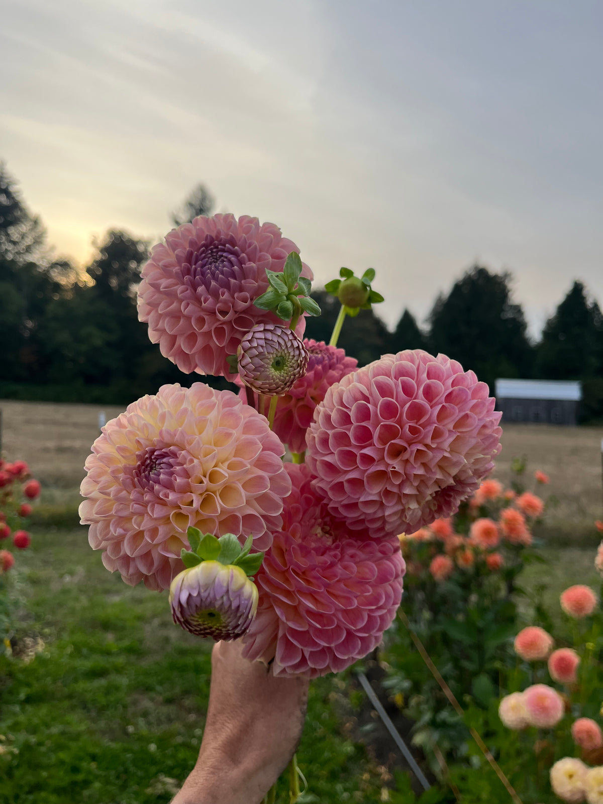 A hand holding a bouquet of blooming pink and peach dahlia flowers in a garden at dusk, with trees and an open field blurred in the background.