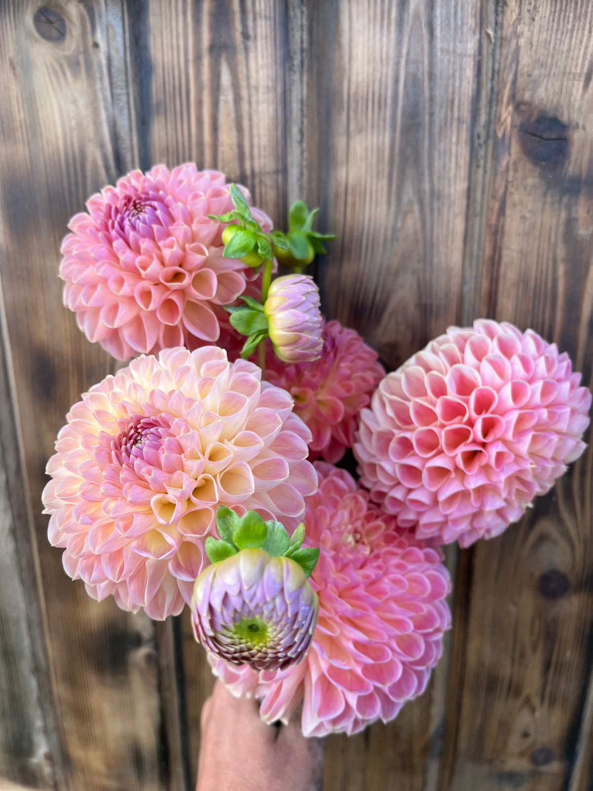 A bouquet of fresh pink and peach dahlia flowers with green buds, held by a hand against a rustic dark wood plank background.
