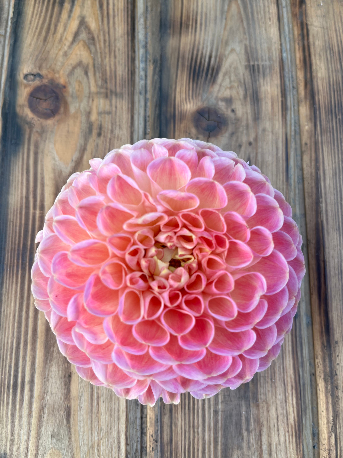 A single pink dahlia flower photographed from above on a rustic wooden plank surface.