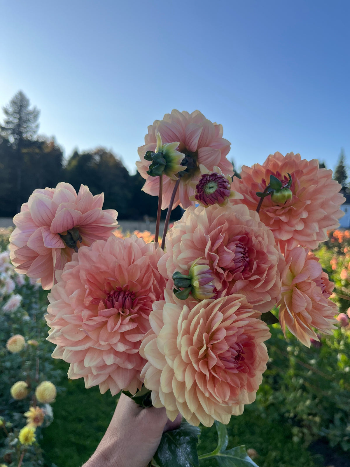 A hand holding a bouquet of large, layered dahlia flowers in soft peach-pink and cream shades, photographed outdoors in a garden with green foliage and a blue sky in the background.