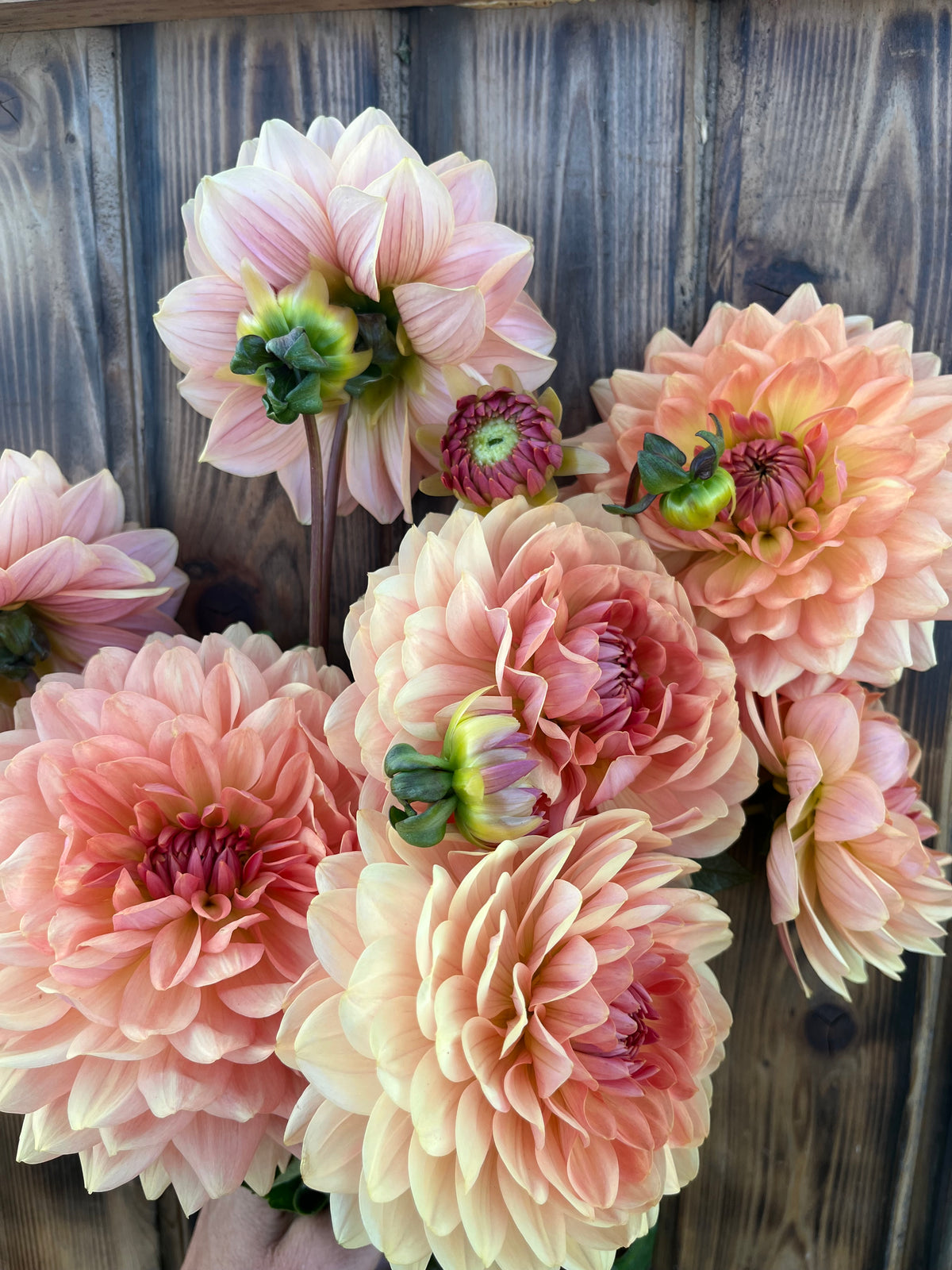 A bouquet of artificial dahlia flowers in soft peach, pink, and cream tones with green centers, arranged against a rustic dark wood plank background.