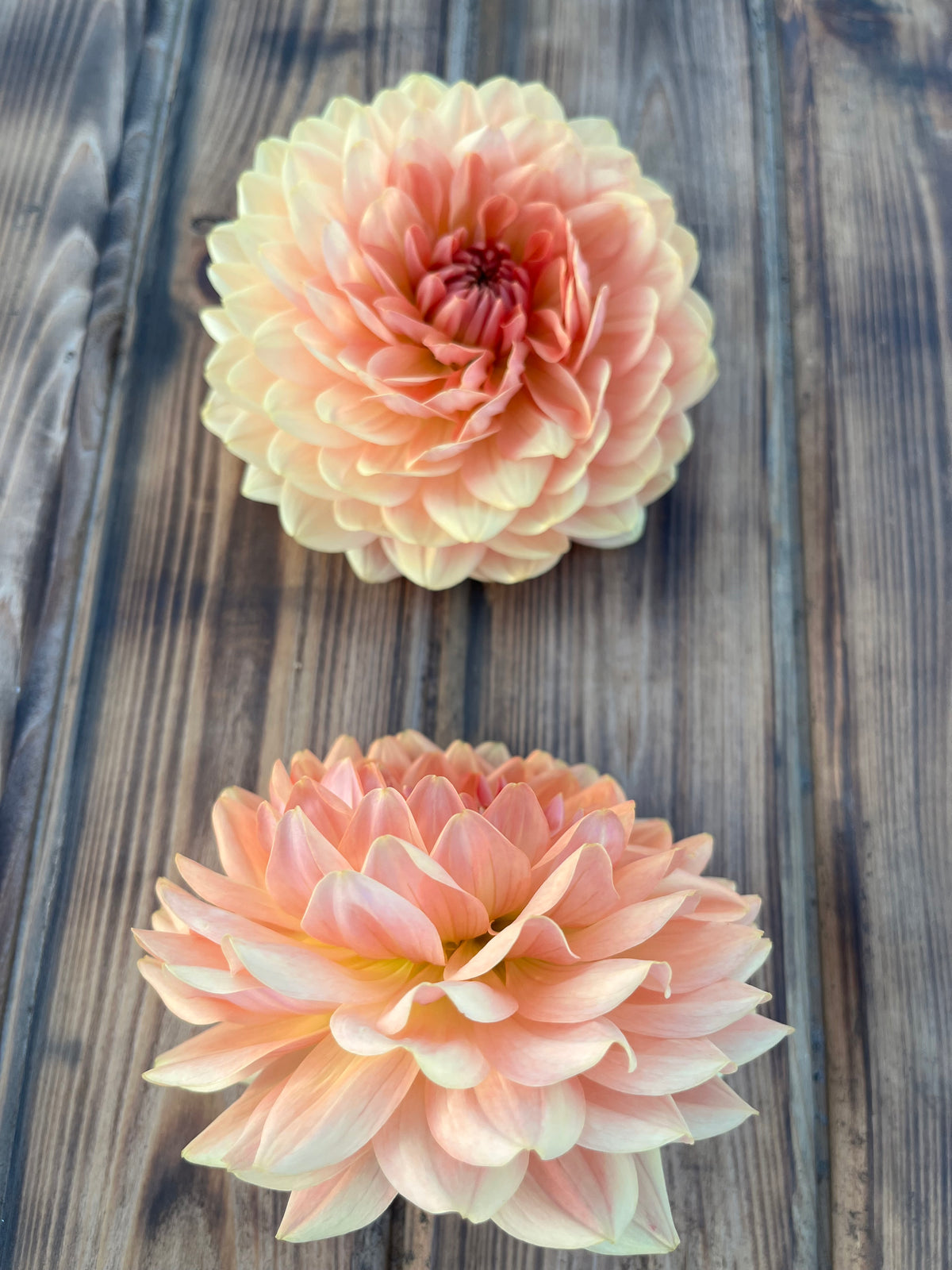 Two large peach and cream dahlia flowers arranged vertically on a rustic dark wood plank surface.