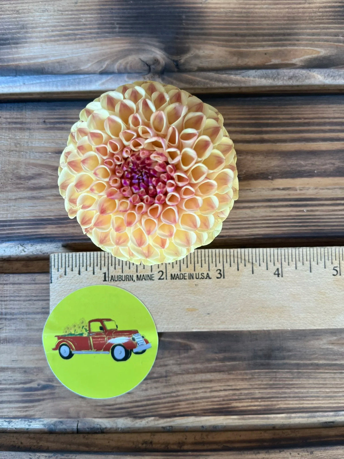 Ferncliff Spice dahlia flower, another view of the bloom