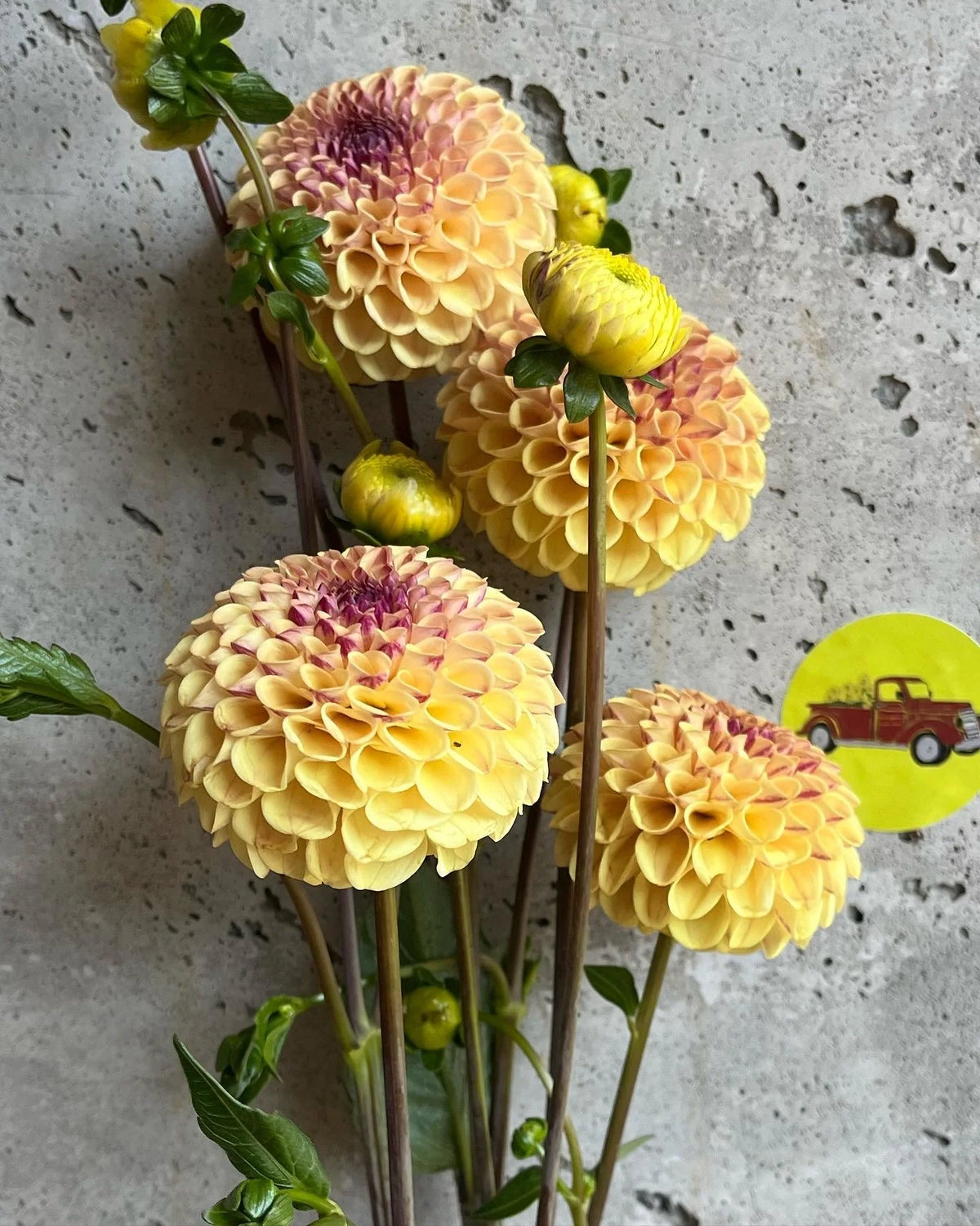 Ferncliff Spice dahlia bloom, alternate view