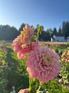 Florelie Kindness dahlia, two blooming pink dahlia flowers held up in a sunny flower field, with green foliage, trees