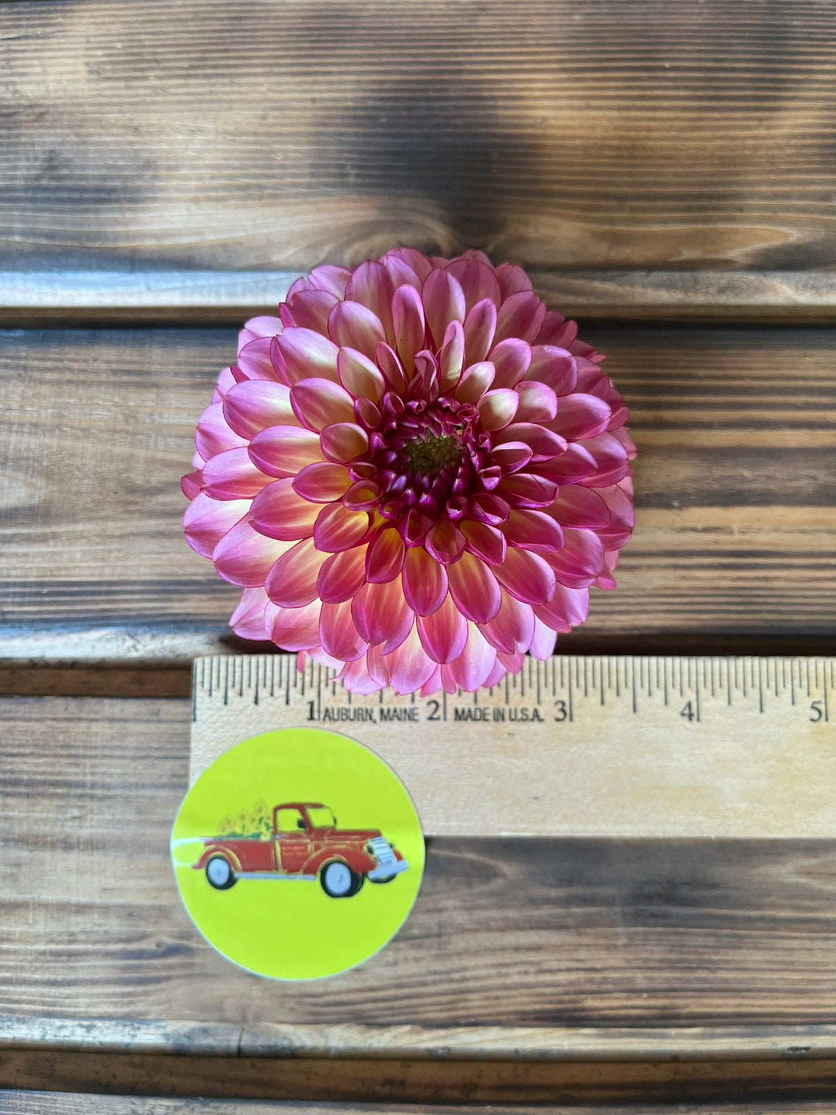 Foxy Lady dahlia bloom, additional photo