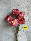 Foxy Lady dahlia tuber