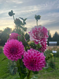 Fuzzy Wuzzy dahlia tuber, pink and white dahlia in hand