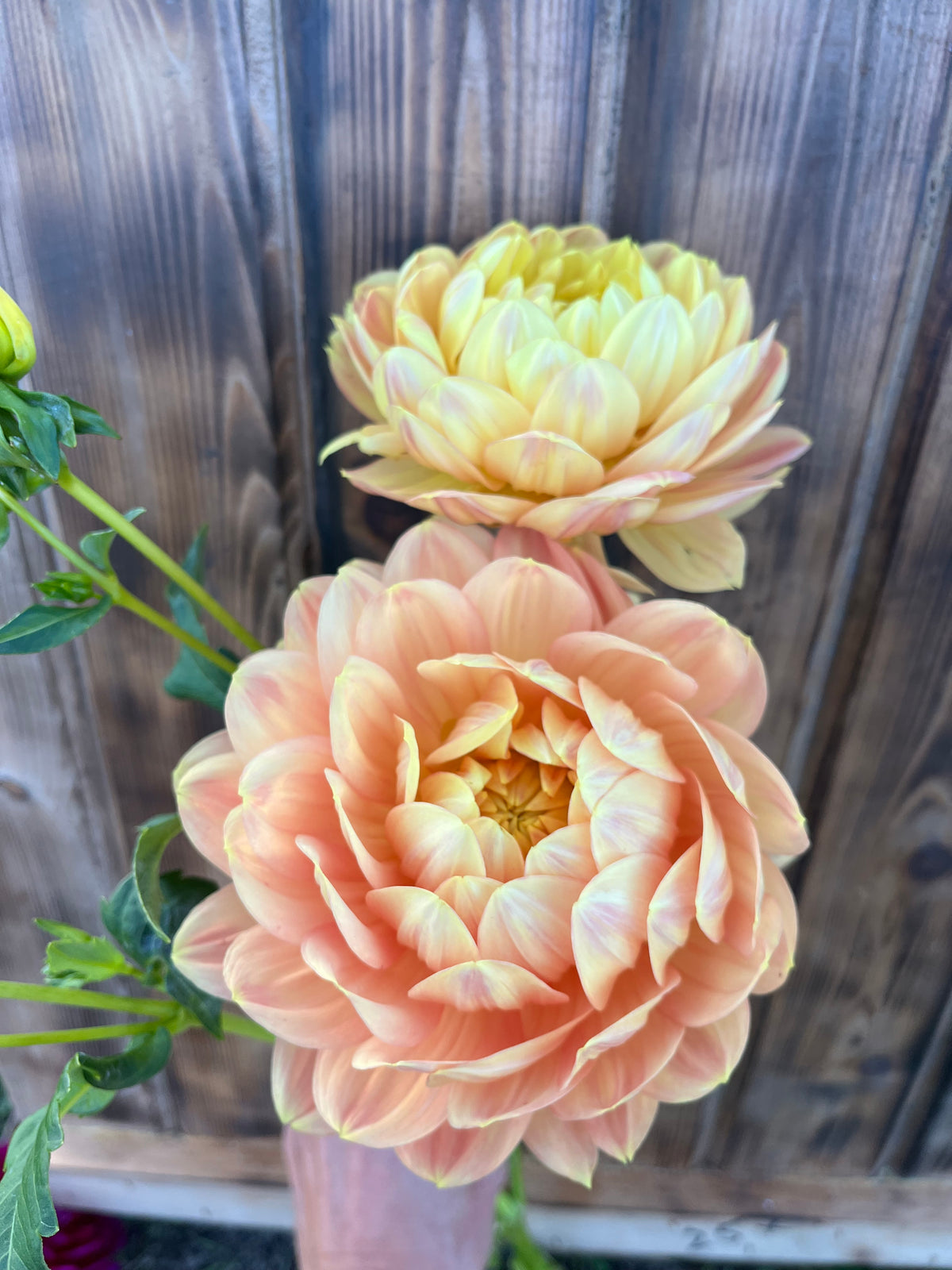 Two large peach and pale yellow dahlia flowers in full bloom, photographed outdoors against a weathered wooden fence.
