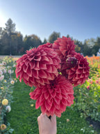 Hapet Smokey dahlia, hand holding a bouquet of large, deep pinkish-red dahlia flowers in a sunny flower field