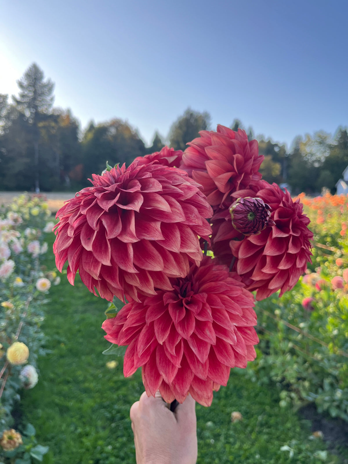 Hapet Smokey dahlia, hand holding a bouquet of large, deep pinkish-red dahlia flowers in a sunny flower field