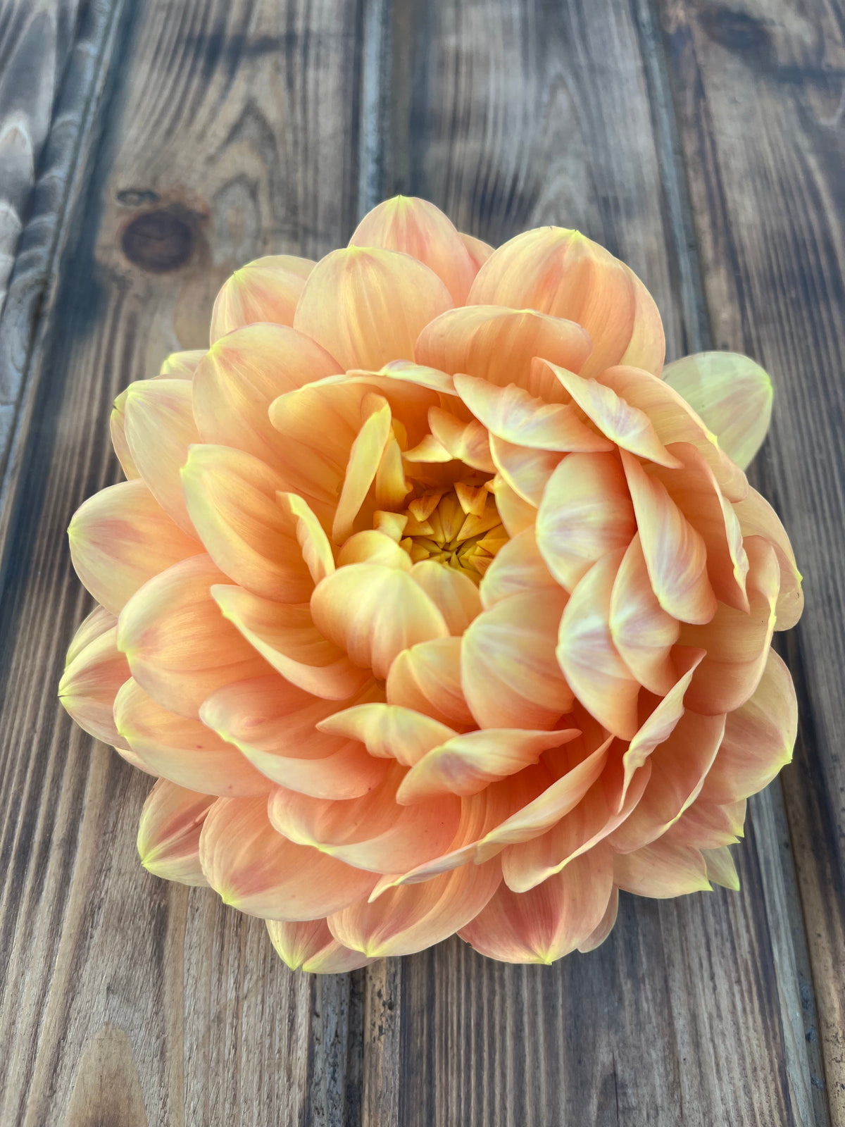 A large peach and pale yellow dahlia flower photographed from above on a rustic wooden surface.