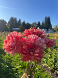 Hollyhill Daydream dahlia, bouquet of blooming pink and coral dahlia flowers held outdoors in a sunny garden