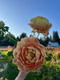 A close-up of a peach and cream dahlia flower held in front of a sunny blue sky, with another bloom above it and a blurred garden background.