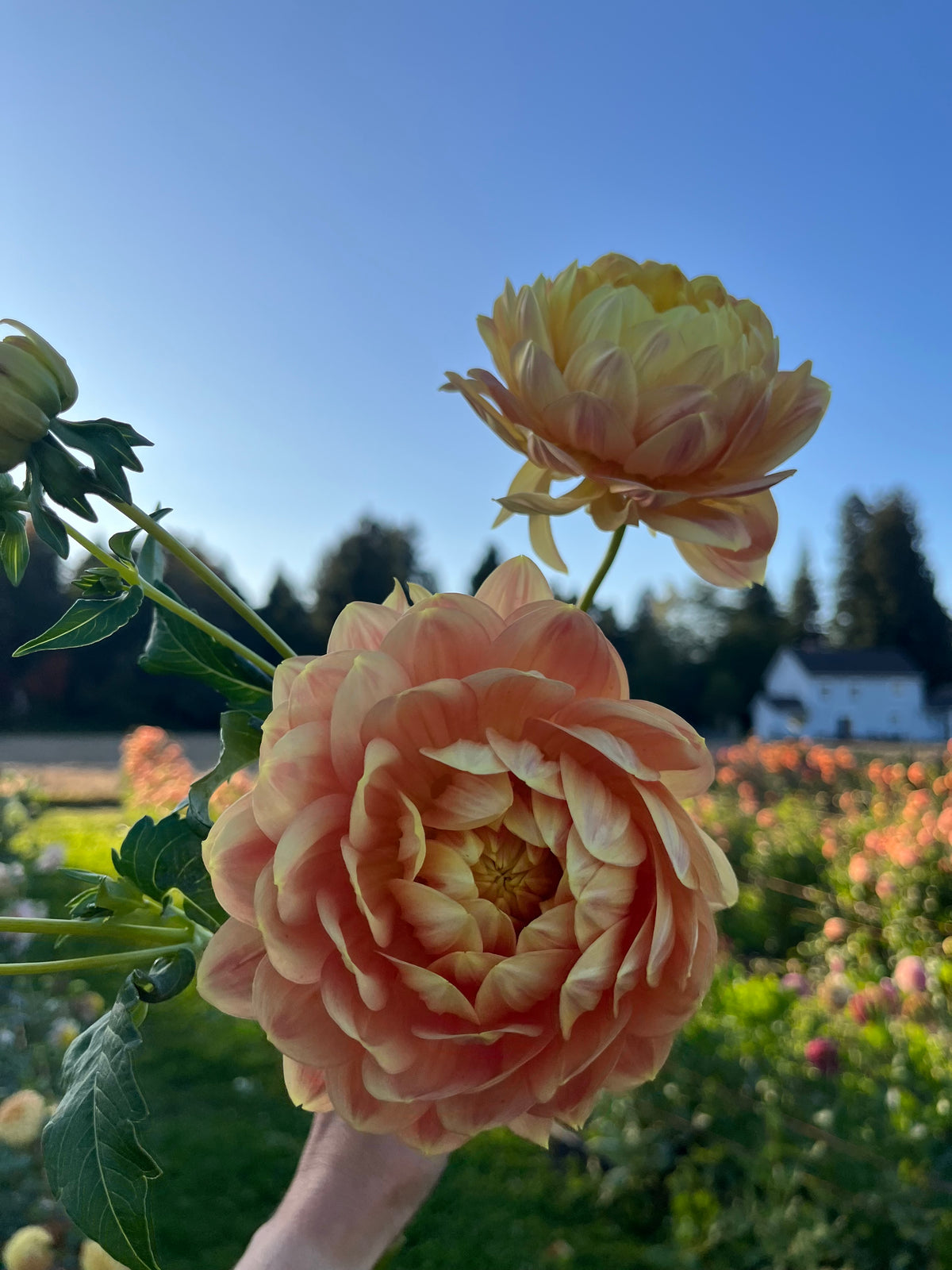 A close-up of a peach and cream dahlia flower held in front of a sunny blue sky, with another bloom above it and a blurred garden background.