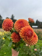 A bouquet of vibrant orange dahlia flowers held by a hand in a green outdoor flower field under an overcast sky.