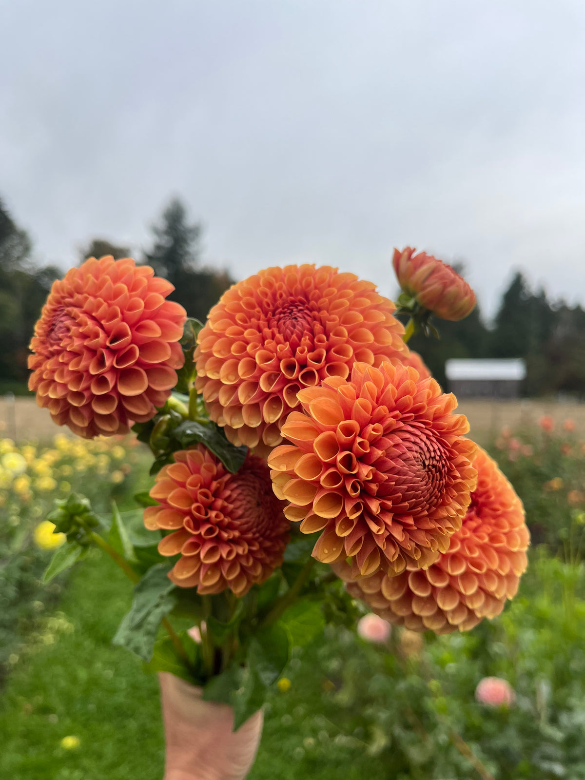 A bouquet of vibrant orange dahlia flowers held by a hand in a green outdoor flower field under an overcast sky.