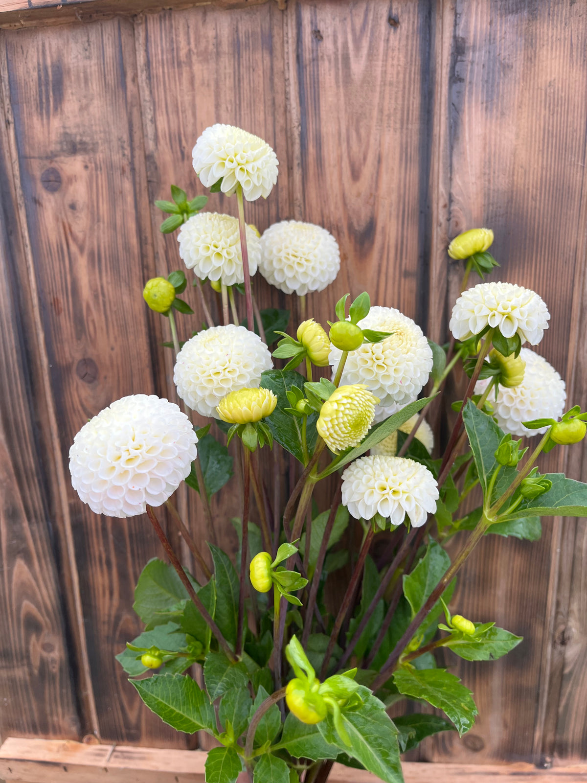 Small World dahlia bloom, alternate view