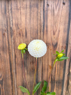 Small World dahlia flower, another view of the bloom