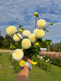 Small World dahlia tuber